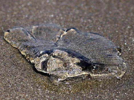 ¿Qué playas están cerradas por fragata portuguesa?