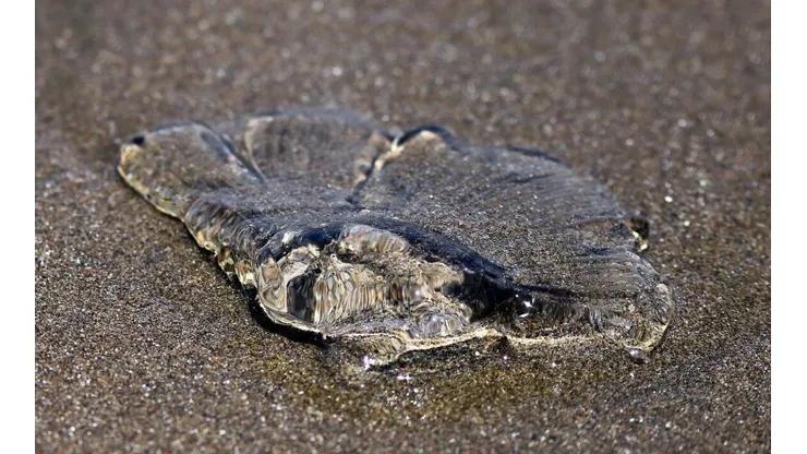 Fragata portuguesa
