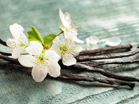 ¿Por qué la vainilla huele bien pero sabe mal?