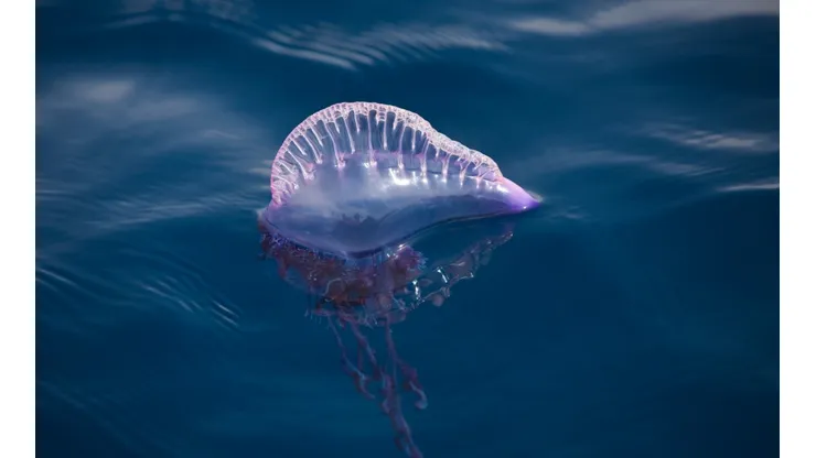 Fragata Portuguesa en Chile