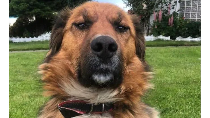 Mascota presidencial de Gabriel Boric