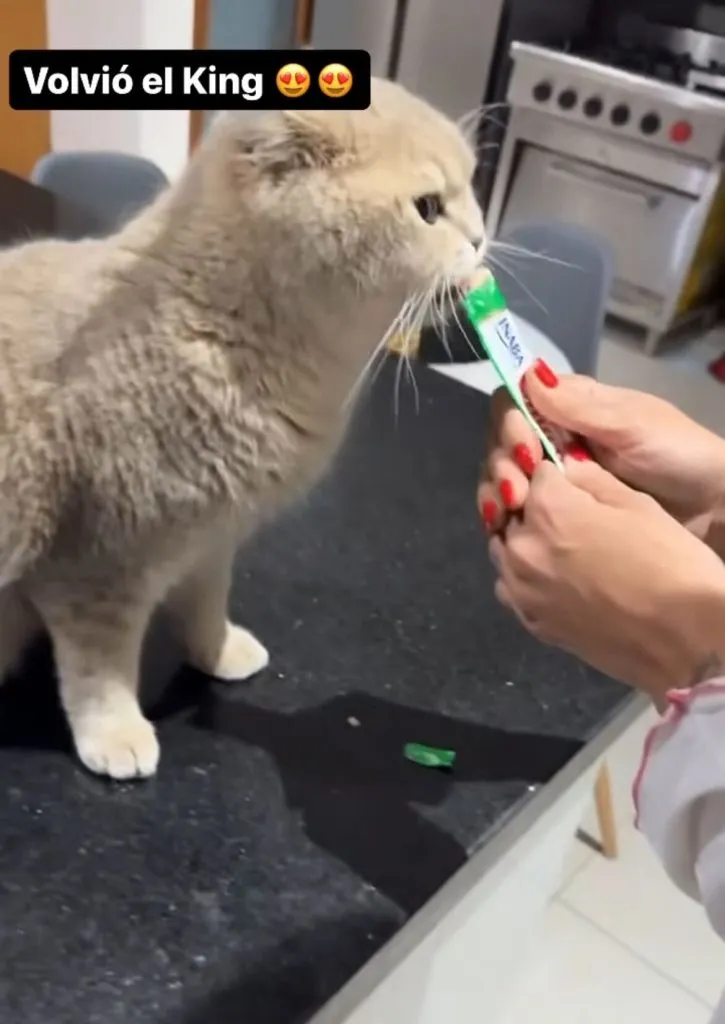 El regreso del King, luego de varios días fuera de casa.