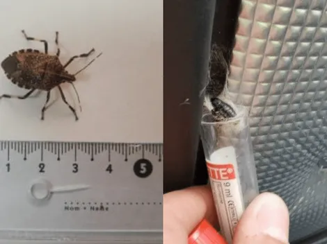 ¿A quién afecta la plaga Chinche Apestosa de Manchas Amarillas?