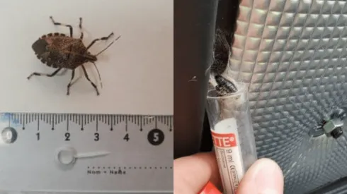 ¿A quién afecta la plaga Chinche Apestosa de Manchas Amarillas?