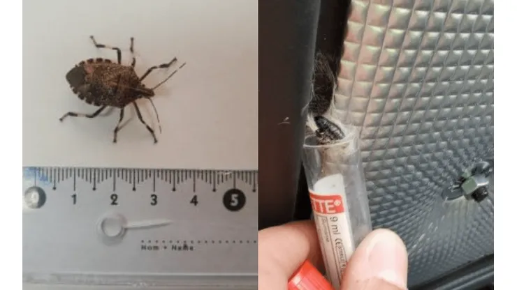 ¿A quién afecta la plaga Chinche Apestosa de Manchas Amarillas?