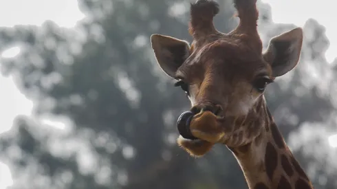 Las visitas al zoo son un panorama típico para fines de semana largo.