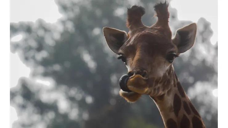 Las visitas al zoo son un panorama típico para fines de semana largo.