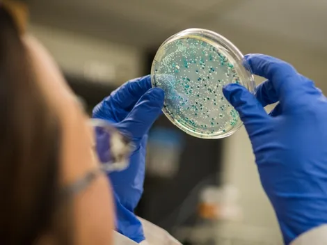 ¿Las bacterias ayudando a la vacuna contra el Covid-19?