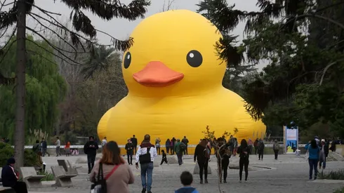 El pato de hule recorrerá Iquique, Santiago, Valdivia y Concepción.