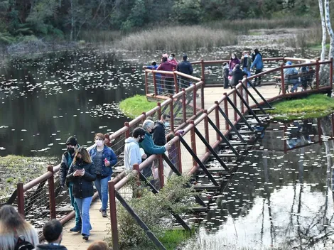 Avistamiento de visón obliga a instalar trampas en Parque de Valdivia