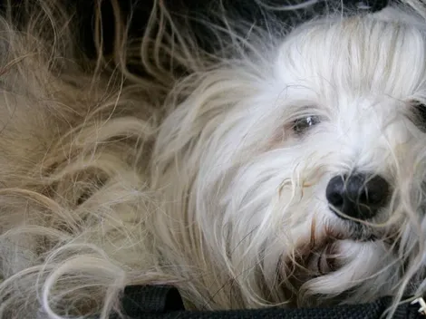 Proyecto busca dar día libre por fallecimiento de una mascota