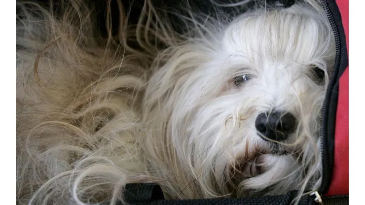 Proyecto busca dar día libre por fallecimiento de una mascota
