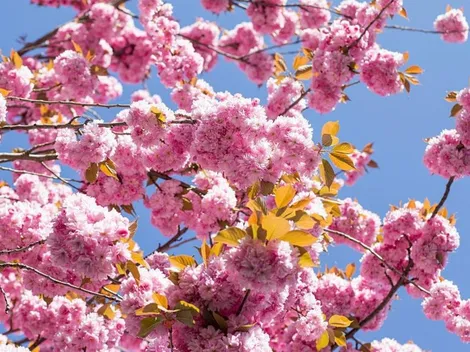 Horóscopo de hoy sábado 9 de octubre