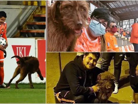 Furor en Cobreloa por perrito que aseguró la victoria