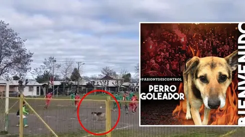 El perrito que terminó metiendo un gol accidentalmente