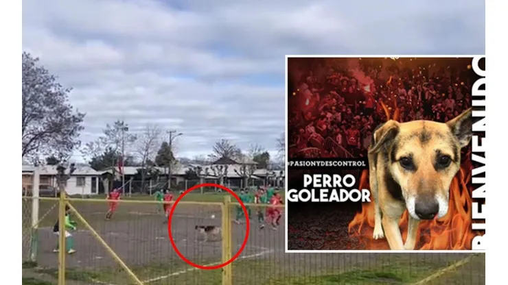 El perrito que terminó metiendo un gol accidentalmente
