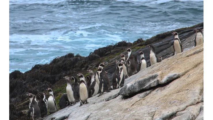 ¿Por qué Dominga amenaza la vida de Pingüinos de Humboldt?