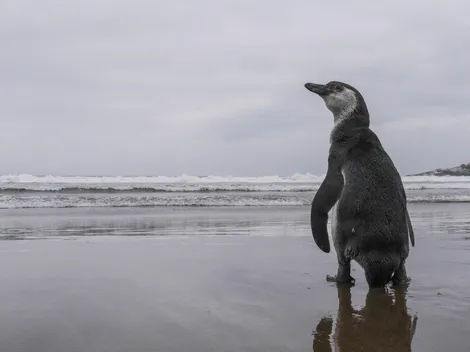 ¿Dónde viven los pingüinos de Humboldt?
