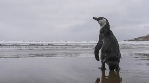 El pinguino de Humboldt vive en principalmente en las islas de Chañaral, Choros y Damas