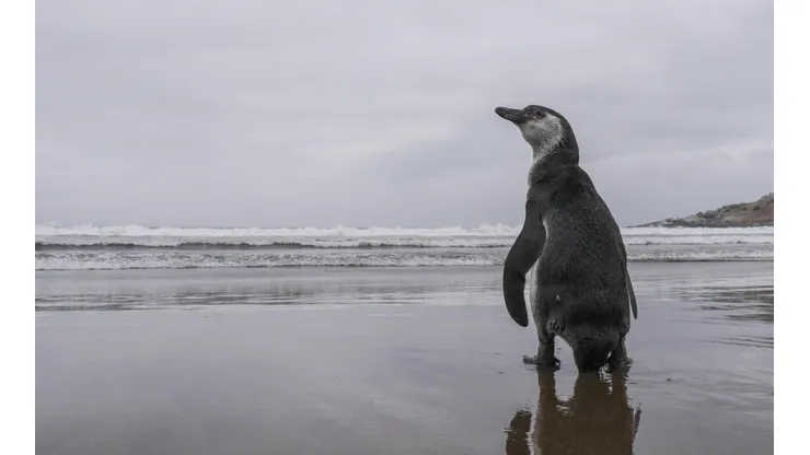 El pinguino de Humboldt vive en principalmente en las islas de Chañaral, Choros y Damas