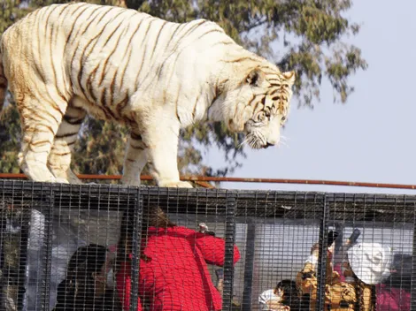 Safari Rancagua: Trabajadora desmiente versión de gerente sobre ataque de tigre