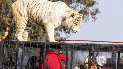 Safari Rancagua: Trabajadora desmiente versión de gerente sobre ataque de tigre