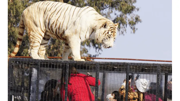 Safari Rancagua: Trabajadora desmiente versión de gerente sobre ataque de tigre
