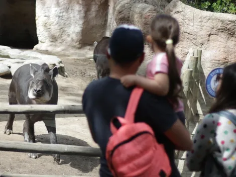 ¿Cuáles son los horarios y precios del Buin Zoo para el Día del Niño?