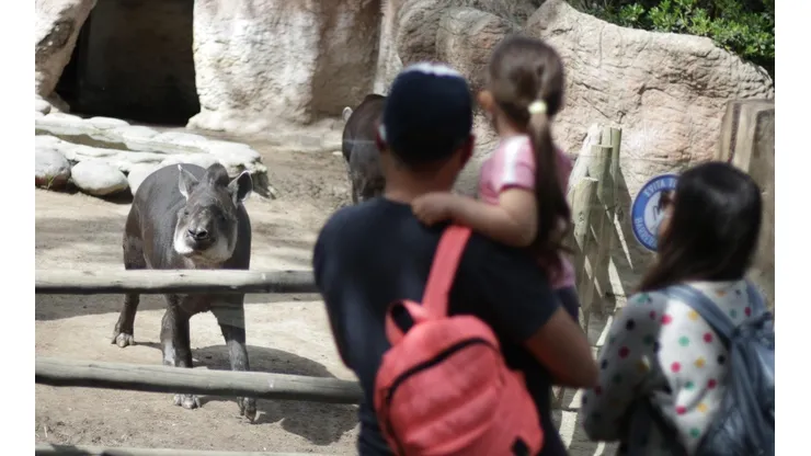 Zoológico abrirá sus puertas este domingo. (Agencia Uno).