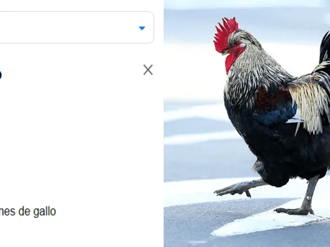 ¿Cómo se escucha "Gallo" en el traductor de Google?