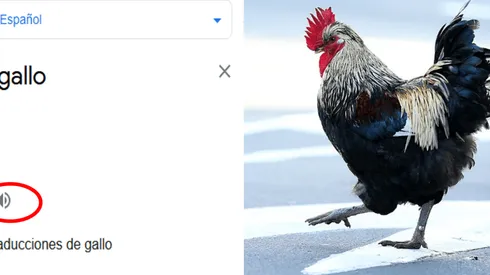 ¿Cómo se escucha "Gallo" en el traductor de Google?