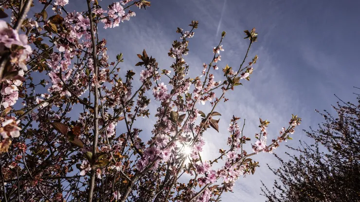 Primavera
