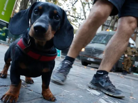 ¿Por qué se conmemora el Día del Perro hoy?