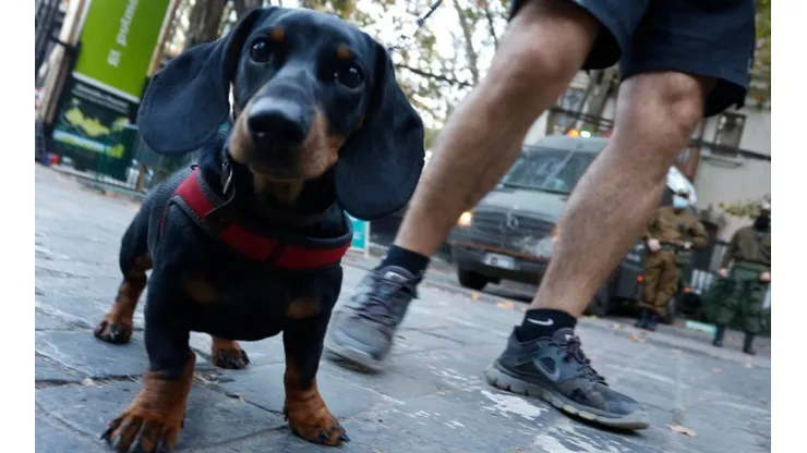 Día del Perro