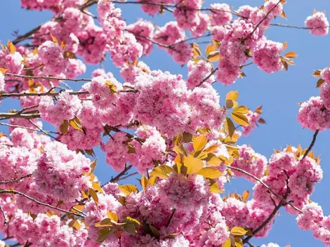 Horóscopo de hoy martes 15 de junio