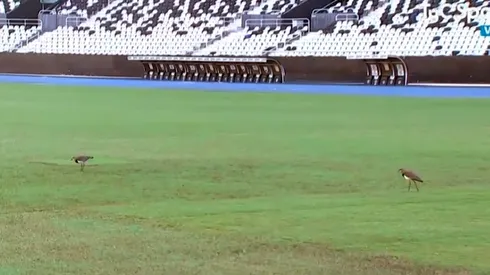 La cancha del estadio de Botafogo no luce en las mejores condiciones a cuatro días del choque entre Argentina y Chile por el Grupo B de la Copa América