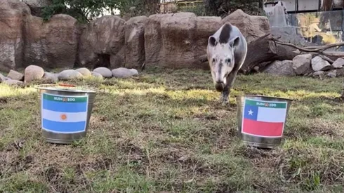 El Tapir Manolo se decantó por Chile en esta ocasión