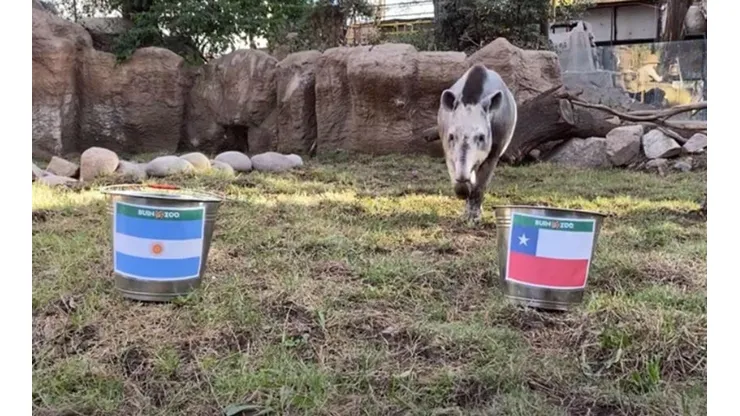El Tapir Manolo se decantó por Chile en esta ocasión