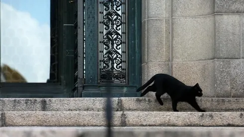 Imagina cruzarte un gato negro en pleno martes 13...