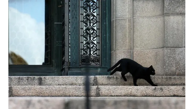 Imagina cruzarte un gato negro en pleno martes 13...