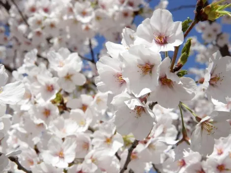 Horóscopo de hoy domingo 11 de abril