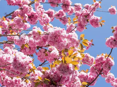 Horóscopo de hoy lunes 29 de marzo