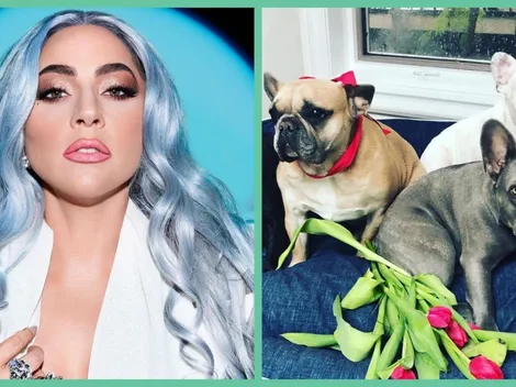 Perros de Lady Gaga son víctimas de la delincuencia