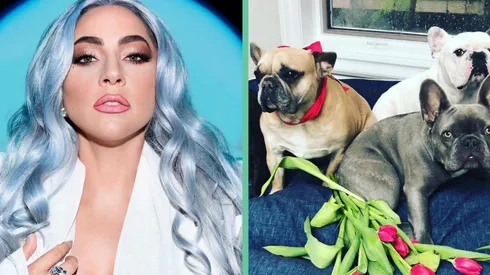 Lady Gaga tiene cuatro bulldogs franceses.