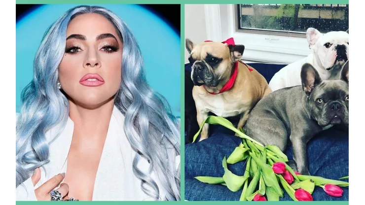 Lady Gaga tiene cuatro bulldogs franceses.