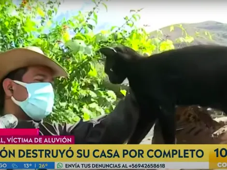 Vecino del Cajón del Maipo se reencuentra con su gato al aire