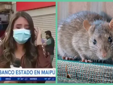 Ratón interrumpe despacho para "Buenos Días a Todos"
