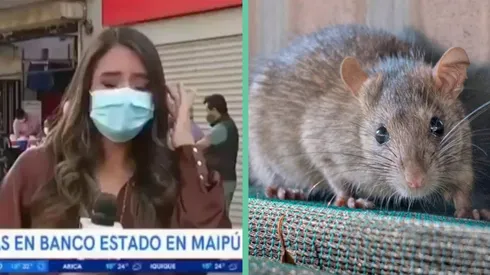 La periodista de "Buenos Días a Todos" Daniela Muñoz se mantuvo estoica en pantalla, explicando su nerviosismo por el ratón.