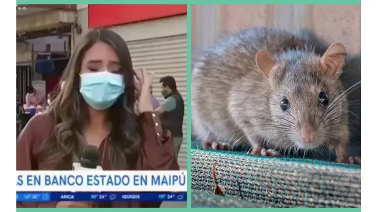 La periodista de "Buenos Días a Todos" Daniela Muñoz se mantuvo estoica en pantalla, explicando su nerviosismo por el ratón.