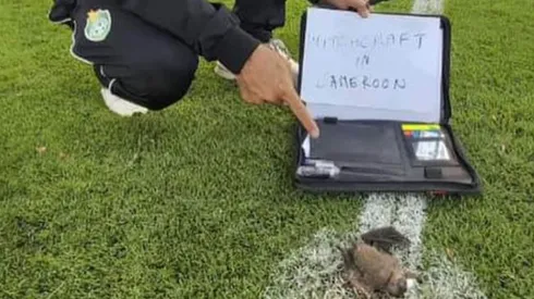 Murciélago encontrado en el Campeonato Africano de Naciones